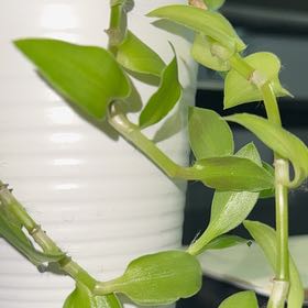 Photo of the plant species Small-Leaf Spiderwort by @jaydabug5678 named Kobe on Greg, the plant care app