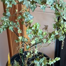Photo of the plant species Japanese Creeper by @SupremeRockweed named Stella on Greg, the plant care app