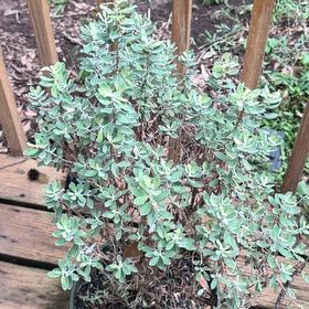 Photo of the plant species Texas Barometer Bush by @MovingYuzu16 named Aristotle on Greg, the plant care app