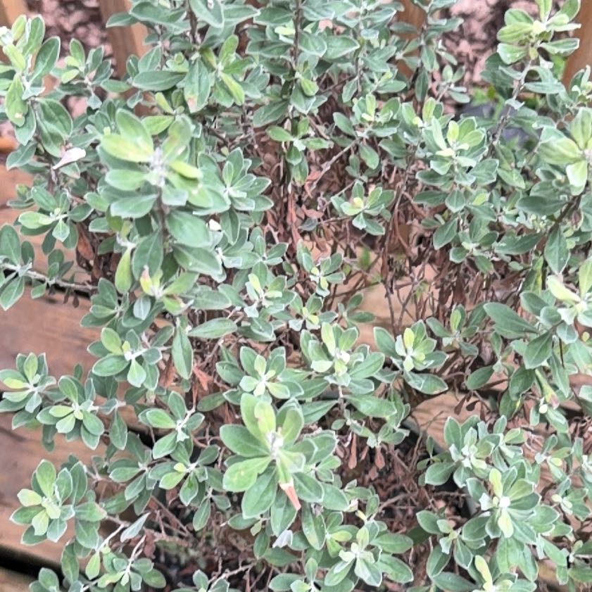 Photo of the plant species Texas Barometer Bush by @MovingYuzu16 named Planty on Greg, the plant care app