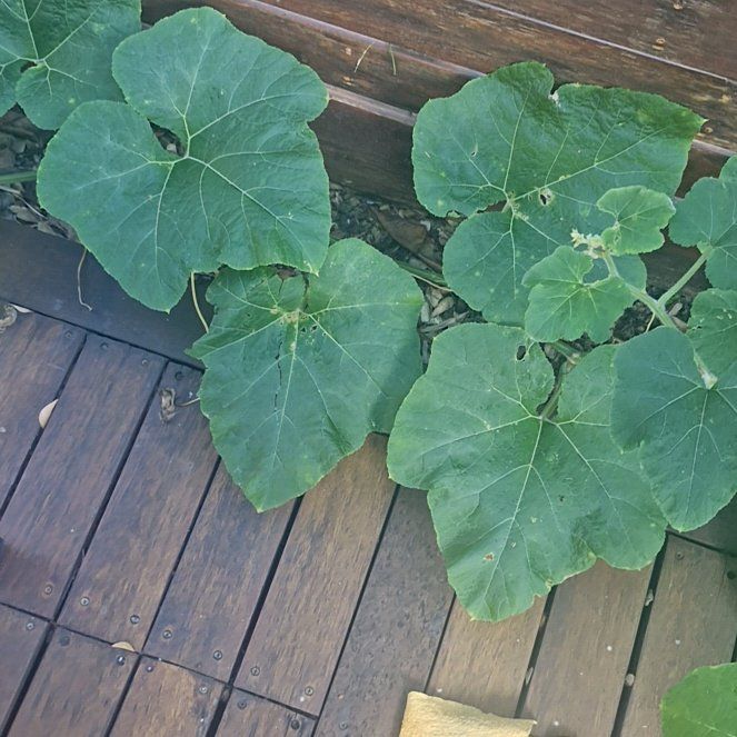 Photo of the plant species Butternut Pumpkin by @JoysomeMossfern named Marley on Greg, the plant care app