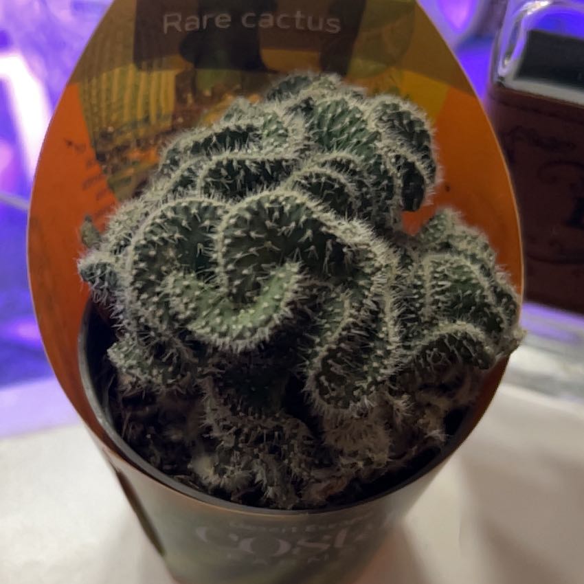 Photo of the plant species Tuna Cristata by @AbleCashew2 named Bobby on Greg, the plant care app
