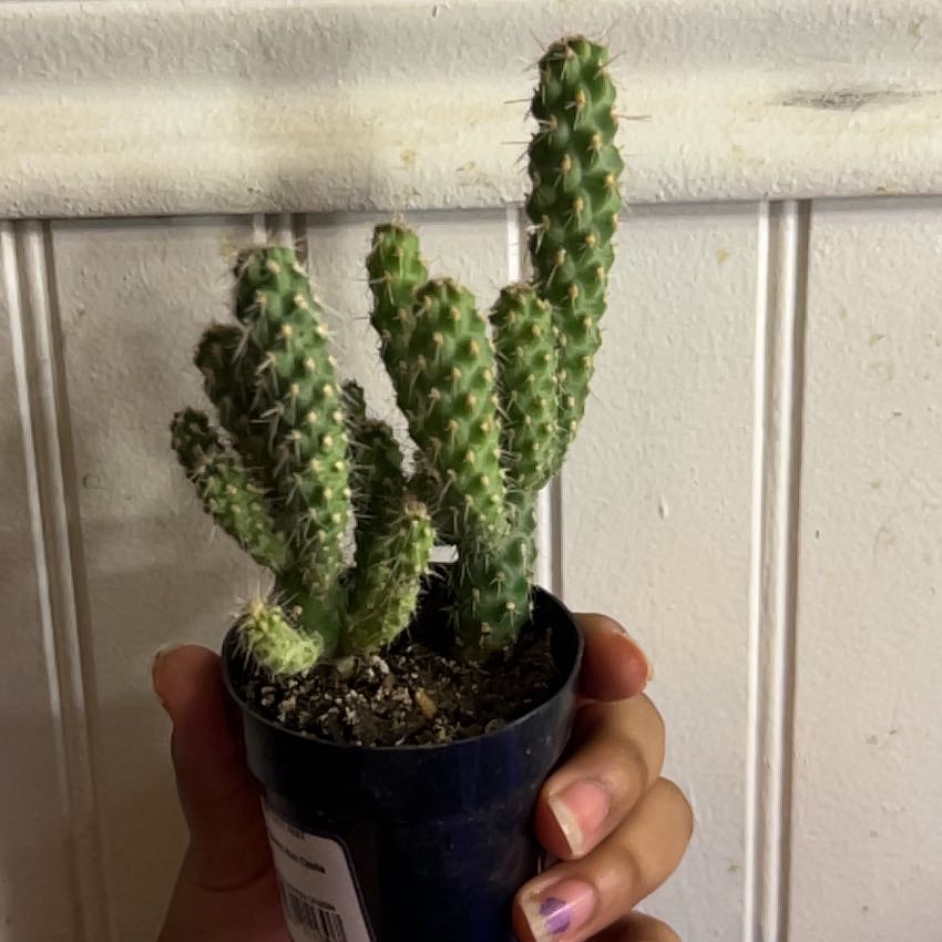Photo of the plant species Mini Cholla by @AbleCashew2 named Spiky on Greg, the plant care app