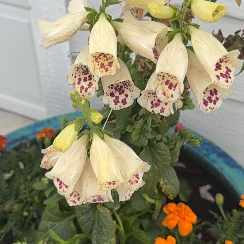 Photo of the plant species Common Foxglove by @BriskSunstar50 named Stella on Greg, the plant care app