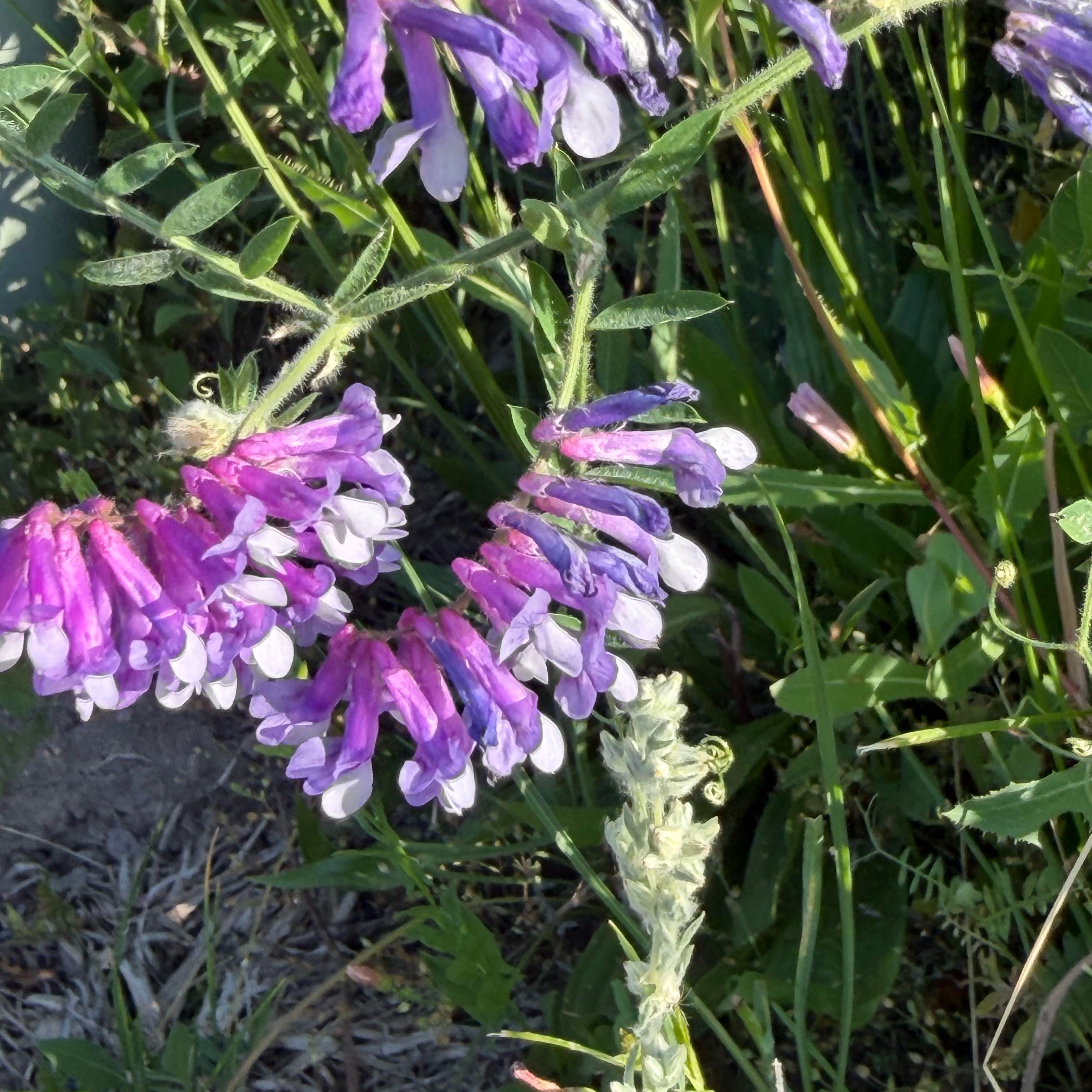Photo of the plant species Tufted Vetch by @BriskSunstar50 named Achilles on Greg, the plant care app