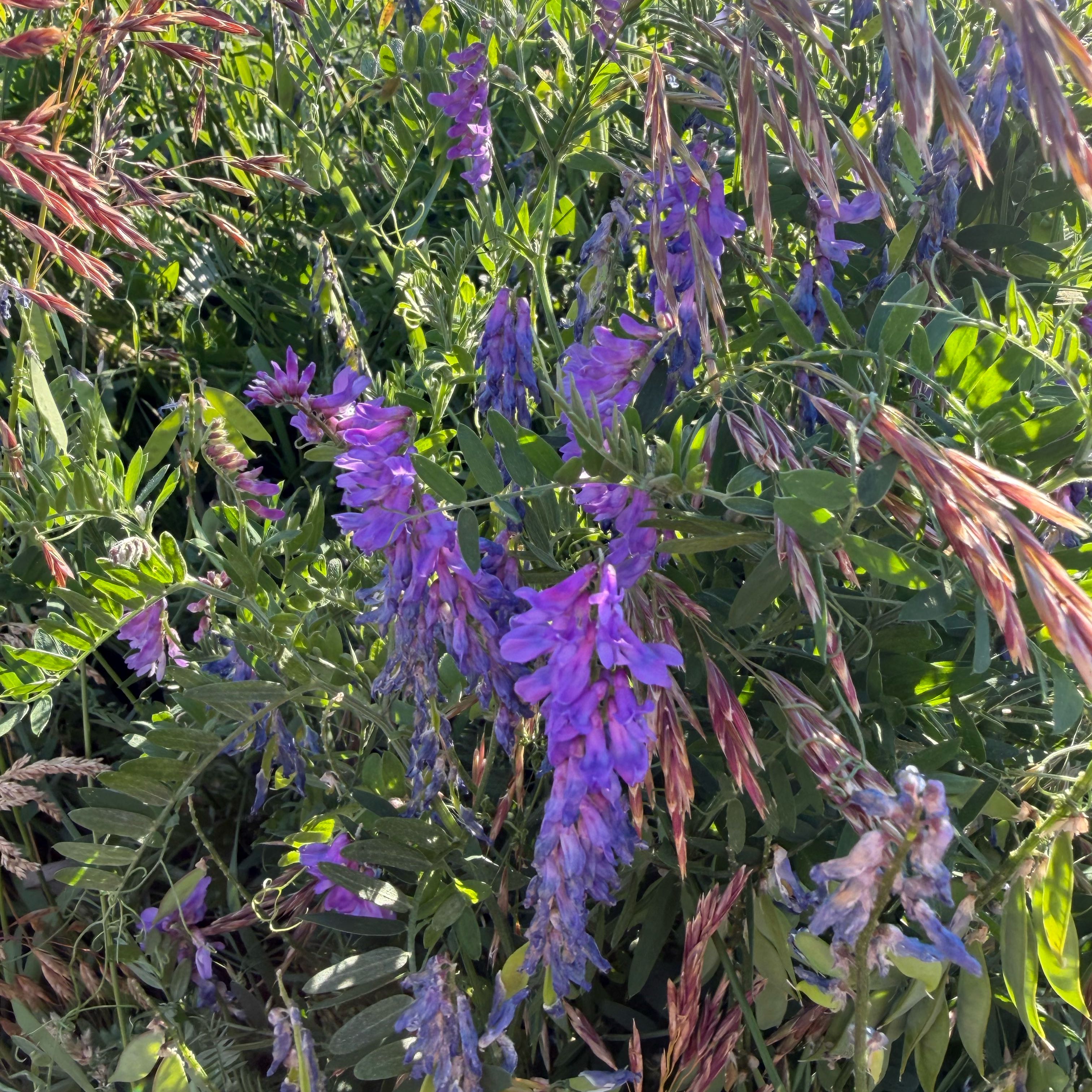 Photo of the plant species Tufted Vetch by @BriskSunstar50 named Aristotle on Greg, the plant care app