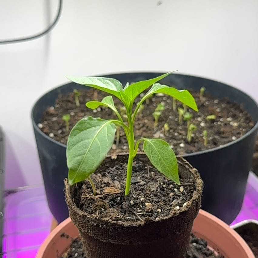 Photo of the plant species Sweet Banana Pepper by @TryHenbane13 named Jr & Jr on Greg, the plant care app
