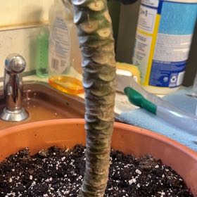 Photo of the plant species Frangipani by @PoshSedge80 named The Stick on Greg, the plant care app