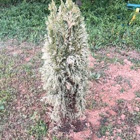 Photo of the plant species Emerald Green Arborvitae by @FitDill61 named McKinley on Greg, the plant care app