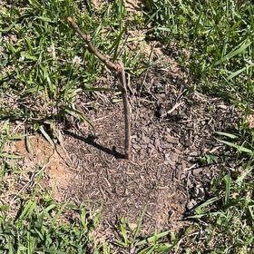 Photo of the plant species Himrod Grape by @FitDill61 named Zion on Greg, the plant care app