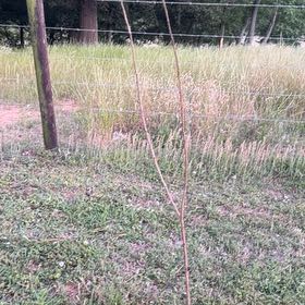 Photo of the plant species Plum by @FitDill61 named Gates on Greg, the plant care app