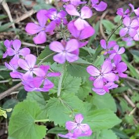 Photo of the plant species Lunaria Annua by @CunningCosmo34 named Wall-E on Greg, the plant care app