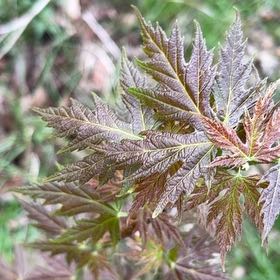 Photo of the plant species Silver Maple by @CunningCosmo34 named Beyonce on Greg, the plant care app