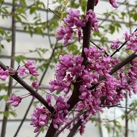 Photo of the plant species Mexican Redbud by @CunningCosmo34 named Drake on Greg, the plant care app
