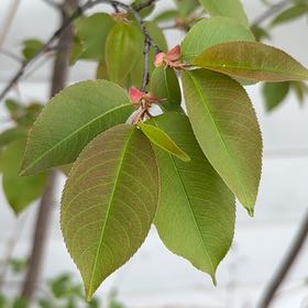 Photo of the plant species Black Chokecherry by @CunningCosmo34 named Harper on Greg, the plant care app