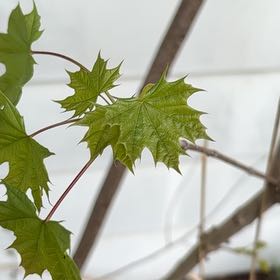 Photo of the plant species Norway Maple by @CunningCosmo34 named Treeyoncé on Greg, the plant care app