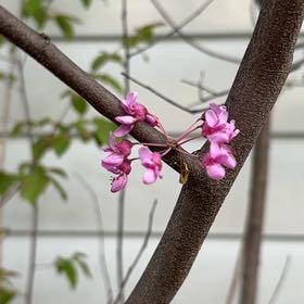 Photo of the plant species Mexican Redbud by @CunningCosmo34 named Planty on Greg, the plant care app