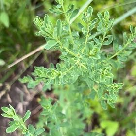 Photo of the plant species Common St. John's Wort by @CunningCosmo34 named Harry on Greg, the plant care app