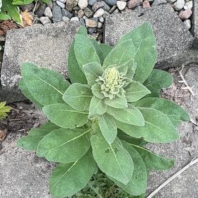 Photo of the plant species Mullein by @CunningCosmo34 named LiloStitch on Greg, the plant care app