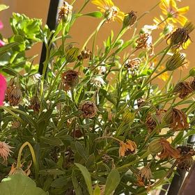 Photo of the plant species Glandular Cape Marigold by @Kimbtatter named Messi on Greg, the plant care app