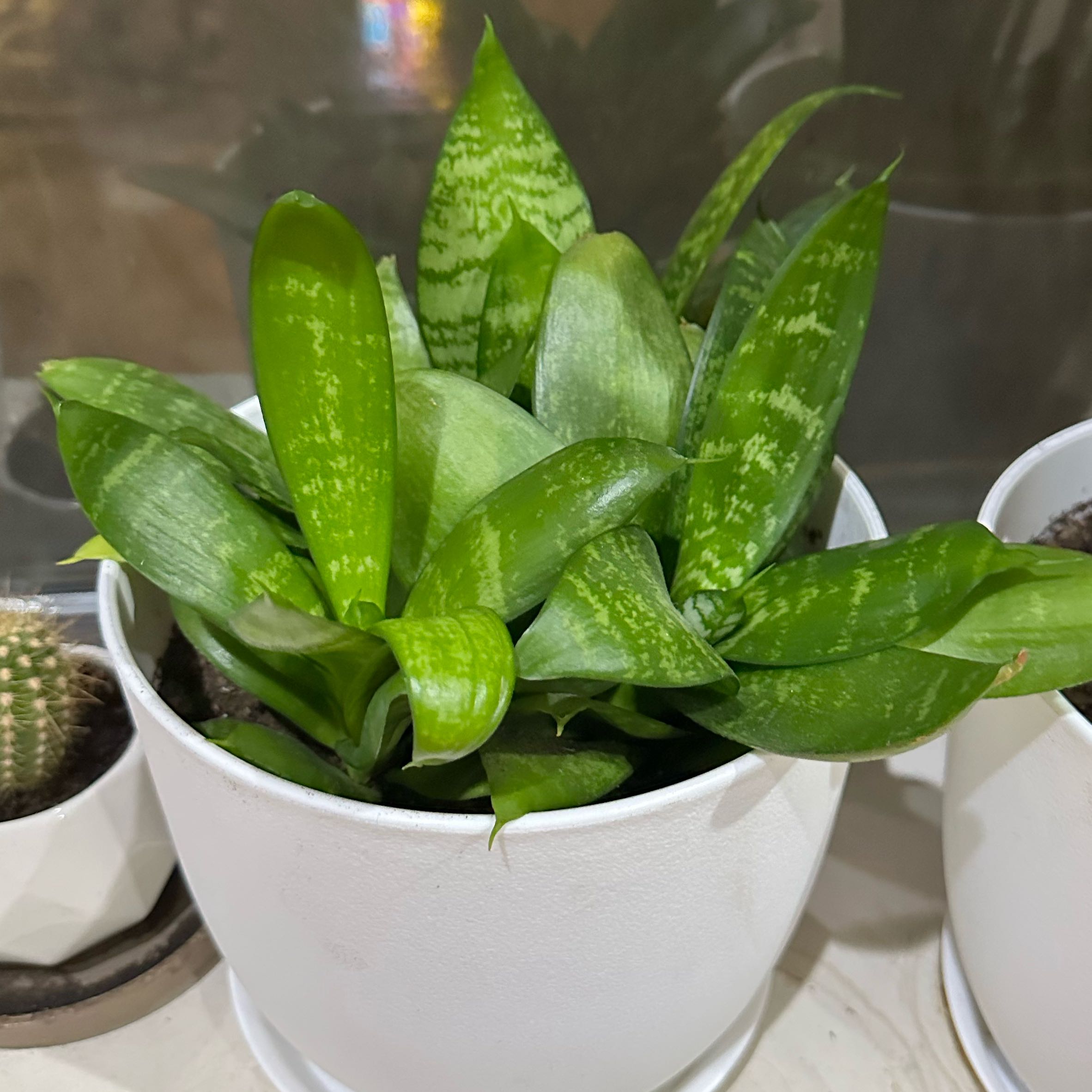 Photo of the plant species Black Robusta Snake Plant by @caroline2000 named Ally on Greg, the plant care app