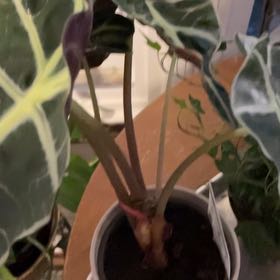 Photo of the plant species Fancy Alocasia by @WillRedmambo17 named Duke on Greg, the plant care app