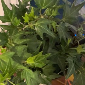 Photo of the plant species Kings Choice Ivy by @WillRedmambo17 named Leaf Erickson on Greg, the plant care app