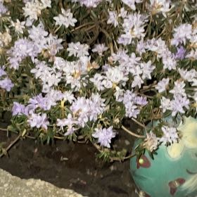 Photo of the plant species Dwarf Rhododendron by @WillRedmambo17 named Captain P on Greg, the plant care app