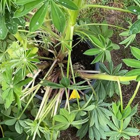 Photo of the plant species Wild Perennial Lupine by @WillRedmambo17 named Harry on Greg, the plant care app