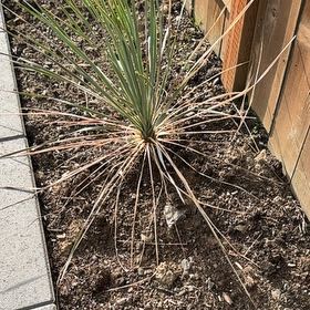 Photo of the plant species Great Plains Yucca by @FreshSaguaro39 named Planty on Greg, the plant care app