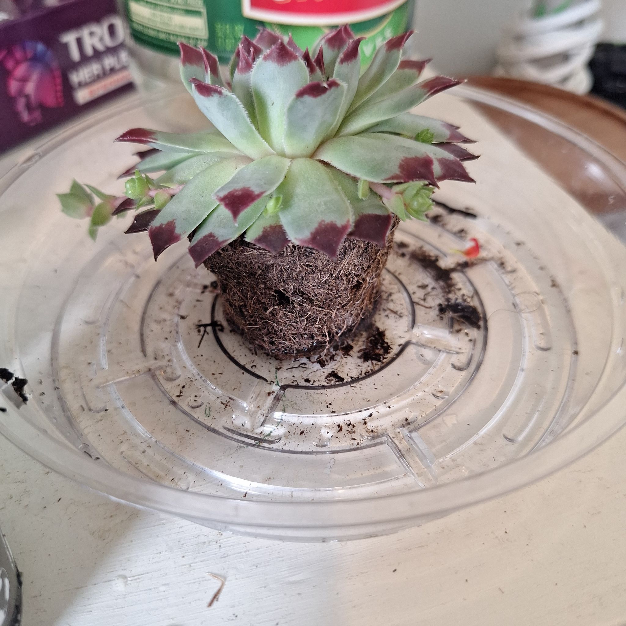 Photo of the plant species Sempervivum calcareum by @FabBagpod96 named Navajo on Greg, the plant care app