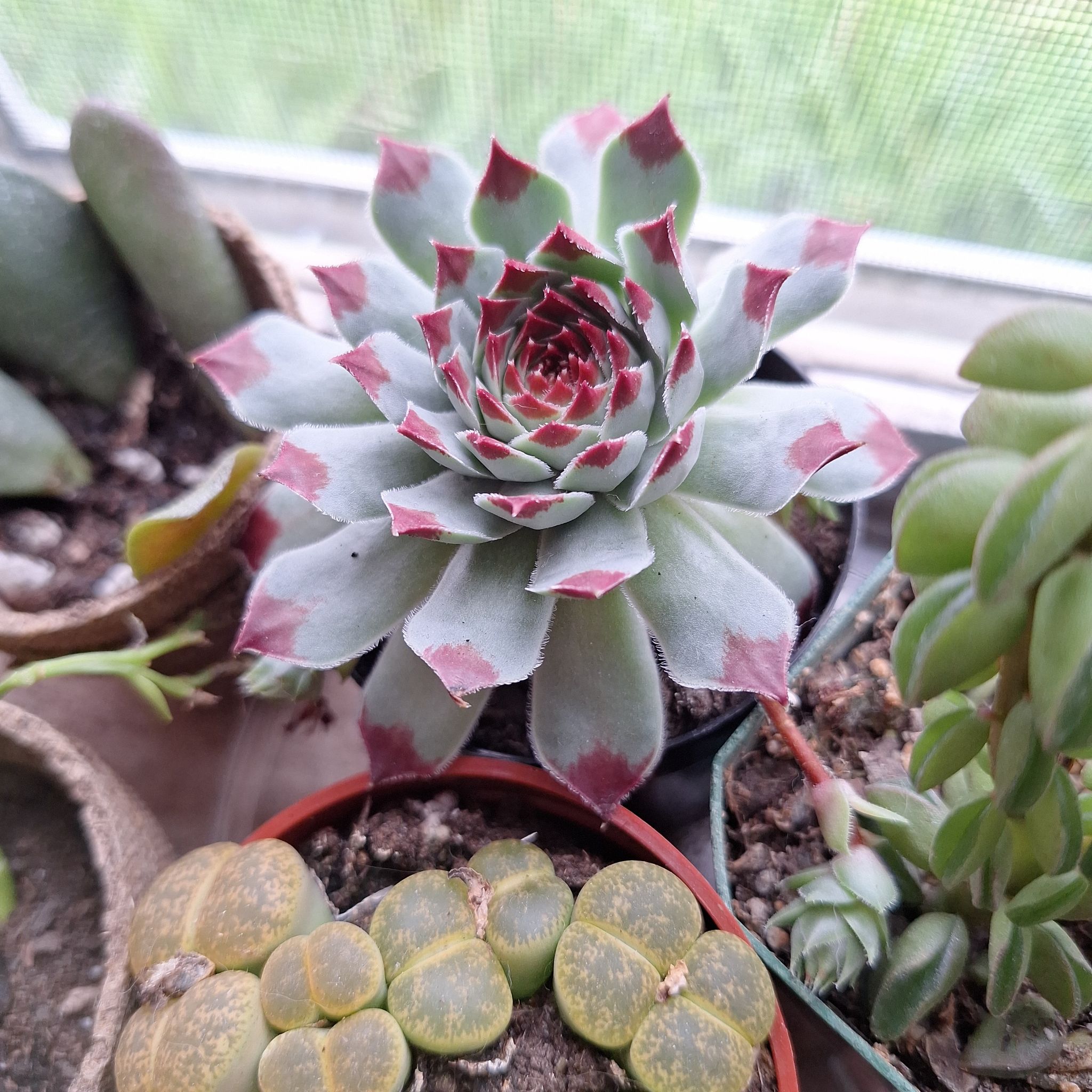 Photo of the plant species Sempervivum calcareum by @FabBagpod96 named Navajo on Greg, the plant care app