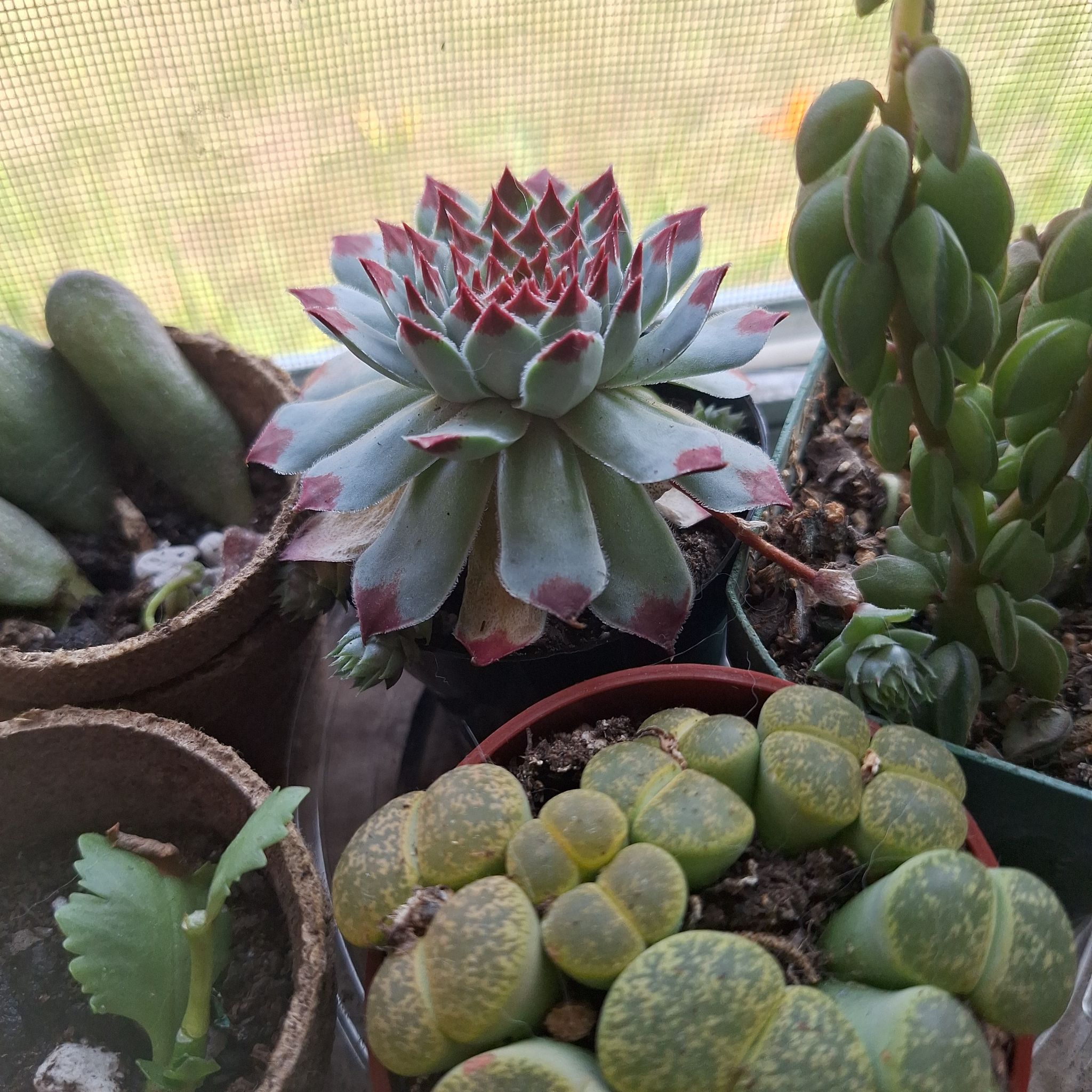 Photo of the plant species Sempervivum calcareum by @FabBagpod96 named Navajo on Greg, the plant care app