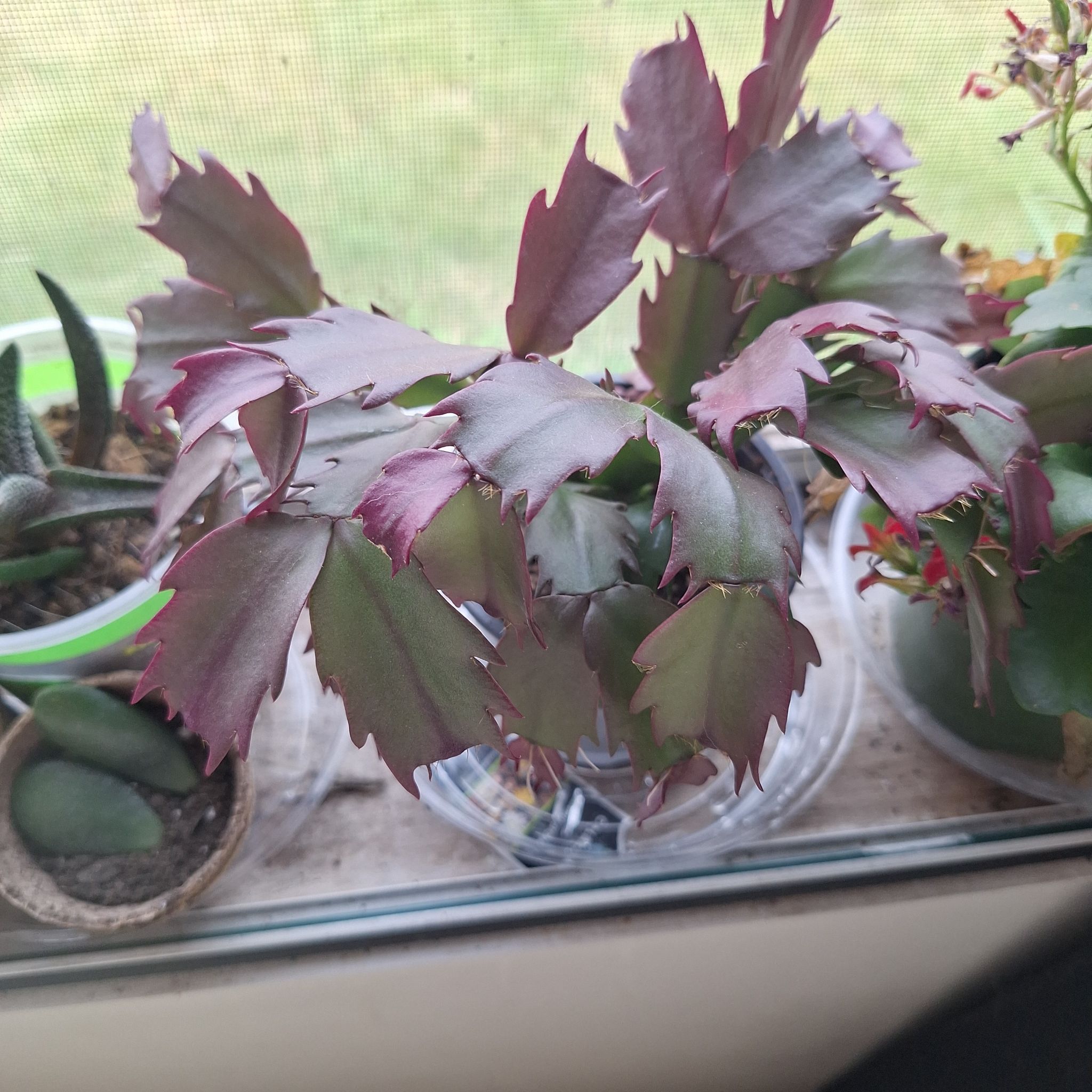 Photo of the plant species Zygocatus by @FabBagpod96 named Lebron on Greg, the plant care app