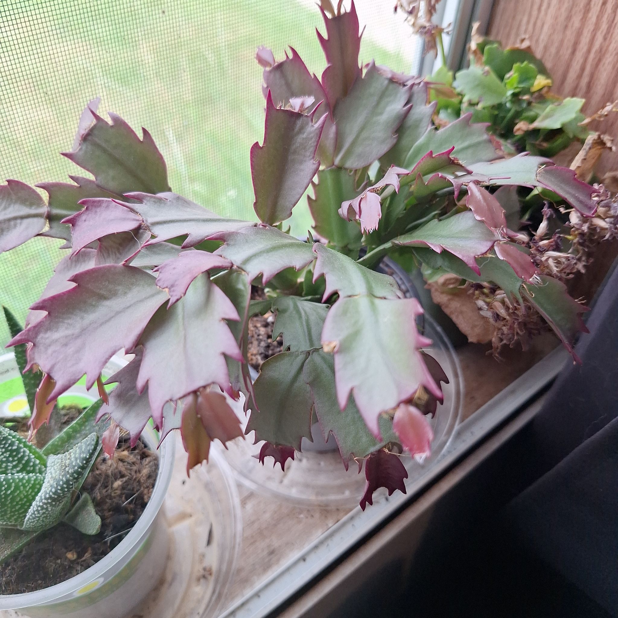 Photo of the plant species Zygocatus by @FabBagpod96 named Lebron on Greg, the plant care app