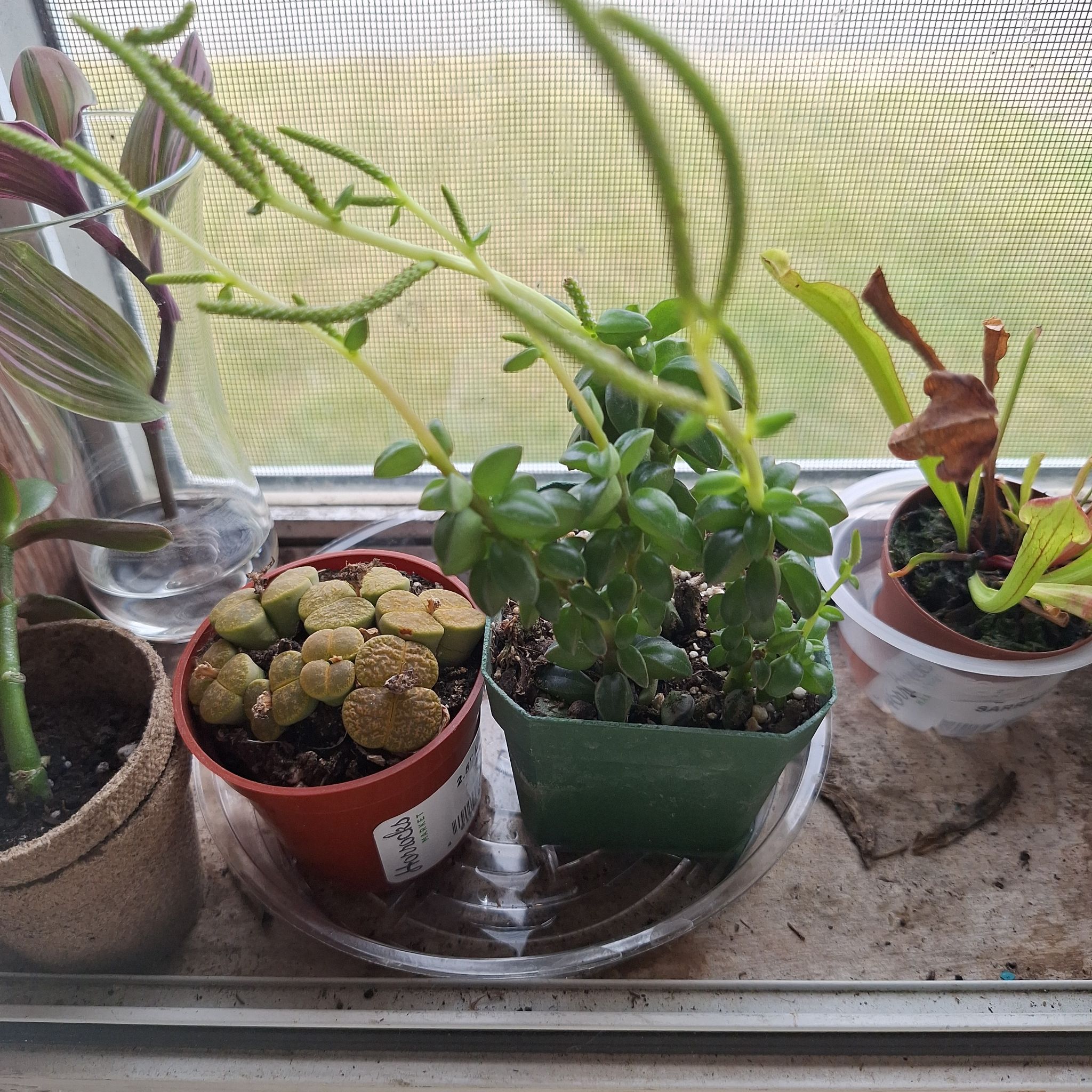 Photo of the plant species Peperomia axillaris by @FabBagpod96 named Forrest on Greg, the plant care app