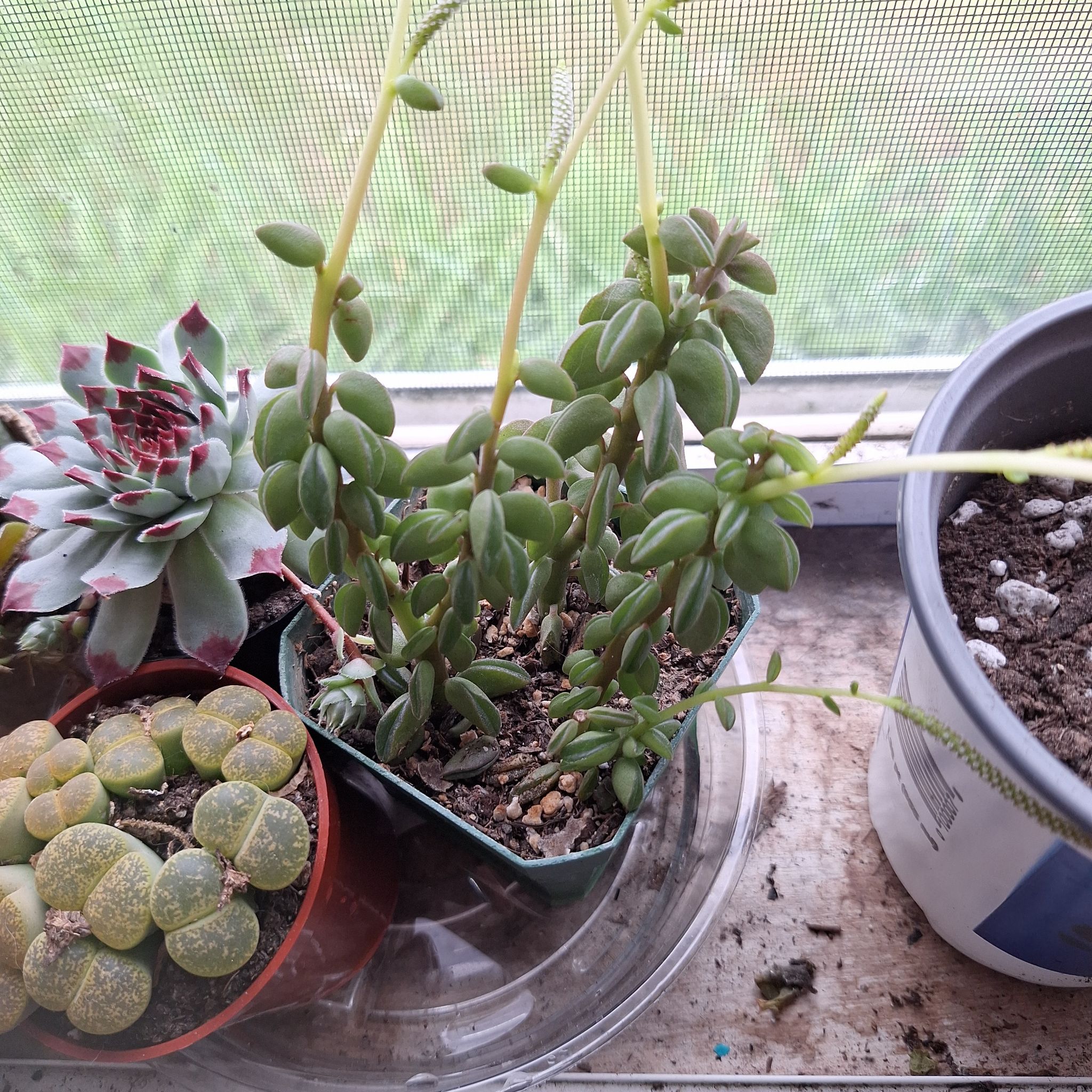 Photo of the plant species Peperomia axillaris by @FabBagpod96 named Forrest on Greg, the plant care app