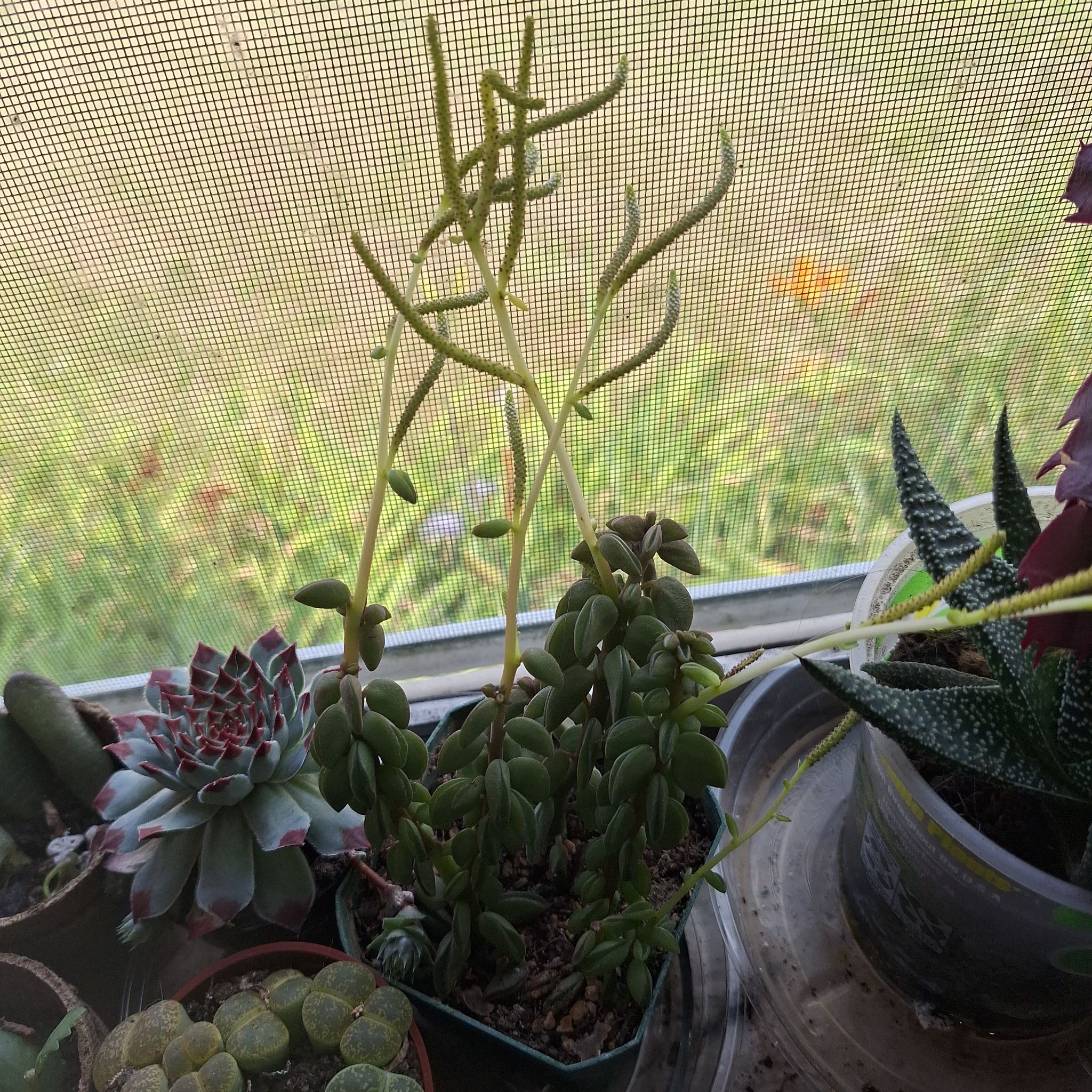 Photo of the plant species Taco Plant by @FabBagpod96 named Forrest on Greg, the plant care app