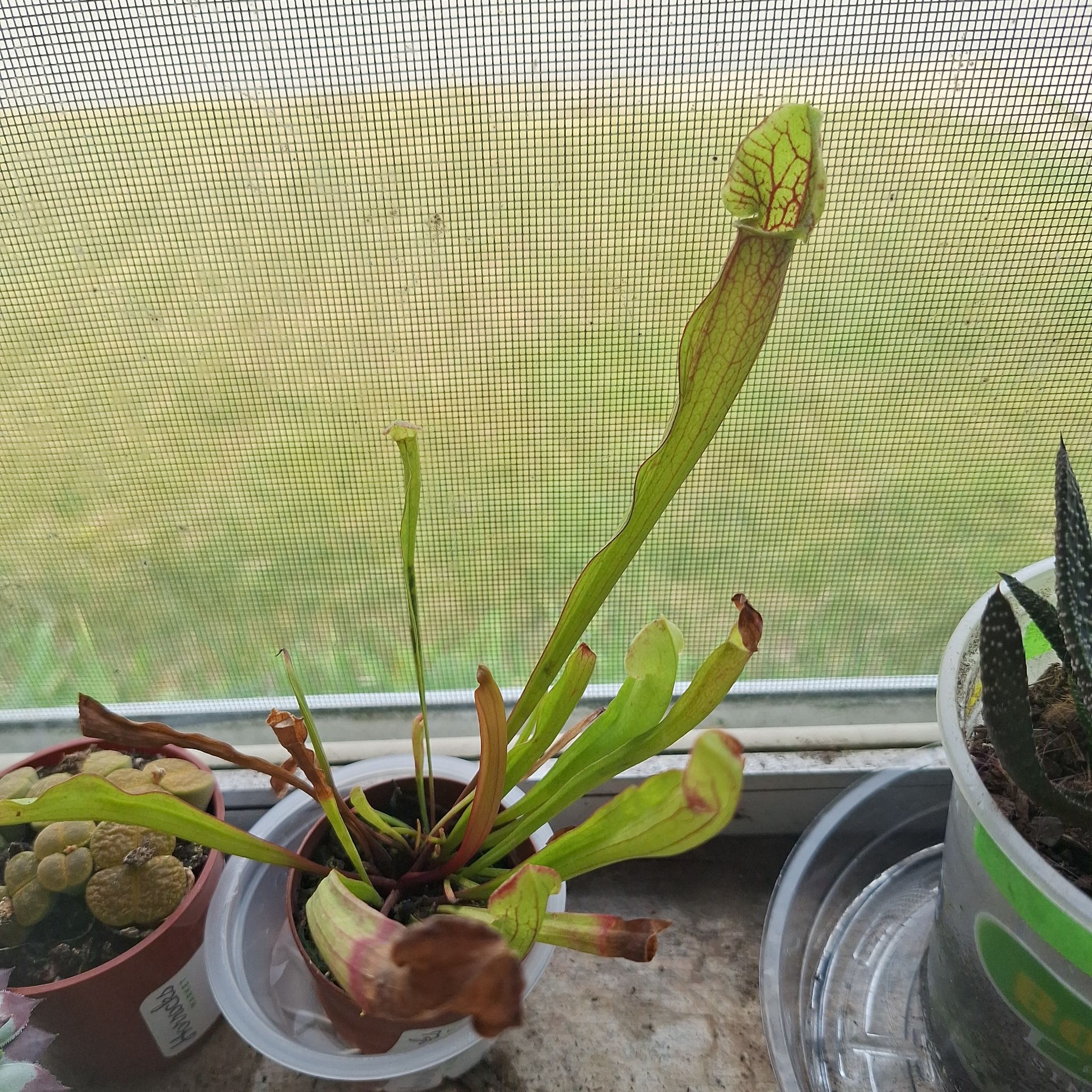 Photo of the plant species Yellow Trumpets by @FabBagpod96 named Beckham on Greg, the plant care app