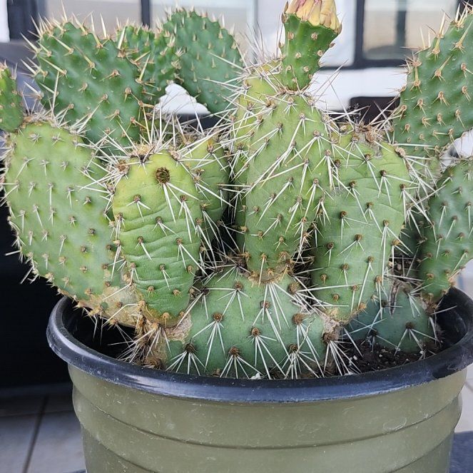 Photo of the plant species Opuntia rhodantha 'Grand Mesa Peach' by @BigRedwood69 named Eva on Greg, the plant care app
