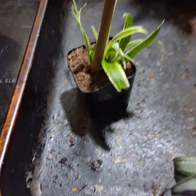 Photo of the plant species Orchid by @NewPlanty53 named Keanu Leaves on Greg, the plant care app