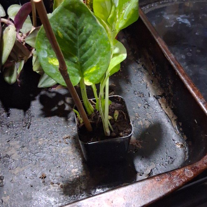 Photo of the plant species American Water Plantain by @NewPlanty53 named Bruce Lee on Greg, the plant care app