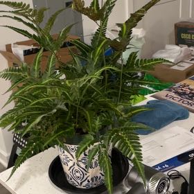 Photo of the plant species East Indian Holly Fern by @NurseLukiwan68 named Pax on Greg, the plant care app