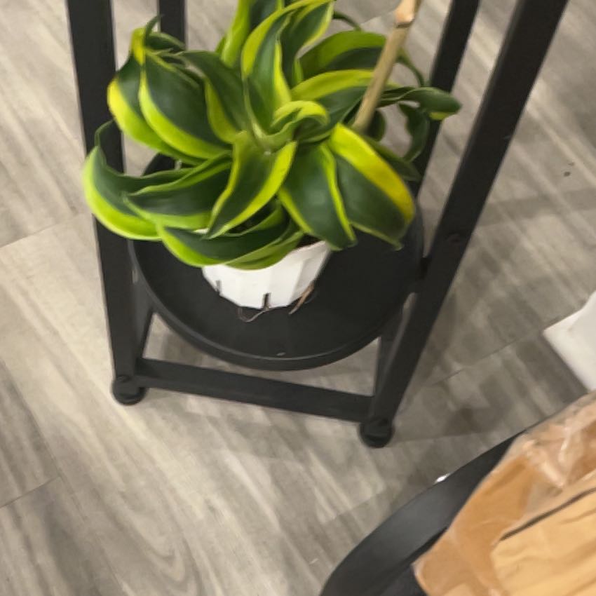 Photo of the plant species Twister by @NurseLukiwan68 named Kardashian on Greg, the plant care app