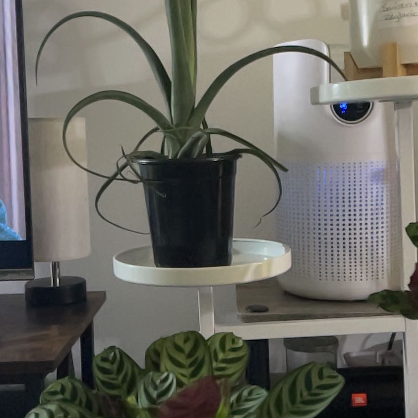 Photo of the plant species Curly Slim Air Plant by @NurseLukiwan68 named Prince on Greg, the plant care app