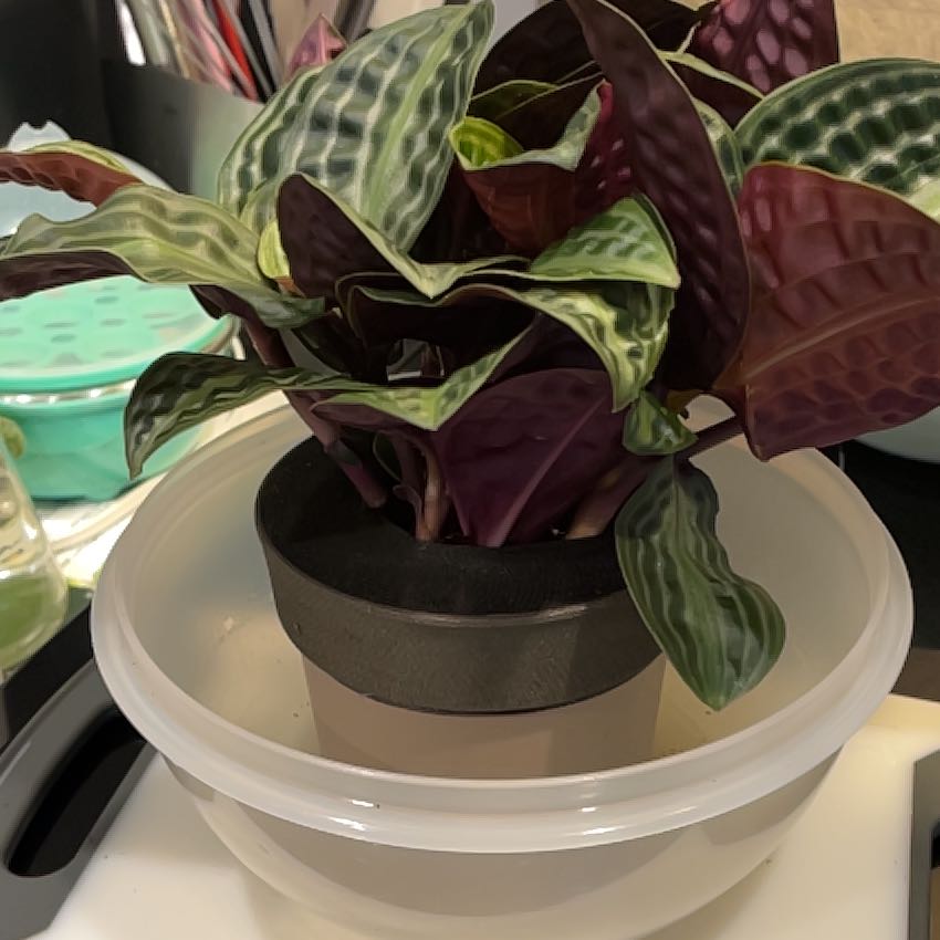 Photo of the plant species Jungle diva 'Roxie' by @NurseLukiwan68 named Queen on Greg, the plant care app