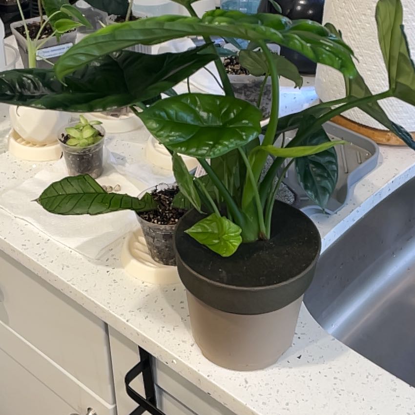 Photo of the plant species Alocasia Rumplestiltskin by @NurseLukiwan68 named Duke on Greg, the plant care app