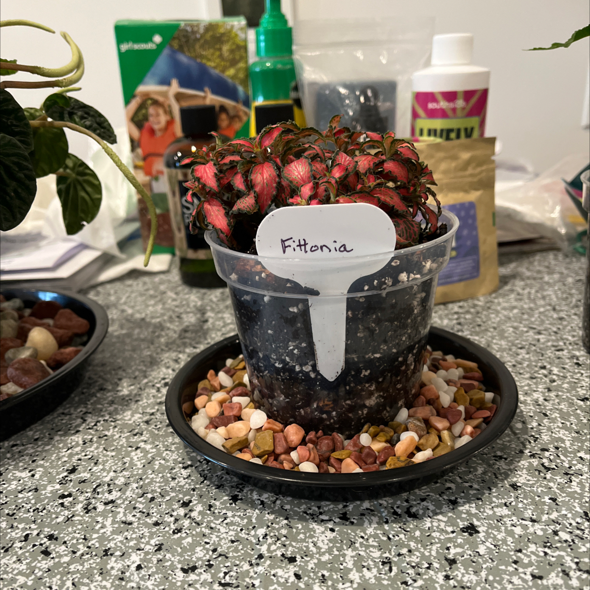 Photo of the plant species Pink Angel Nerve Plant by @NurseLukiwan68 named Treeyoncé on Greg, the plant care app