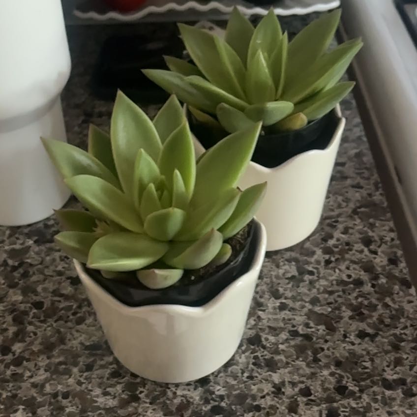 Photo of the plant species Echeveria 'Miranda' by @GemOrpine76 named Homer and Marge on Greg, the plant care app