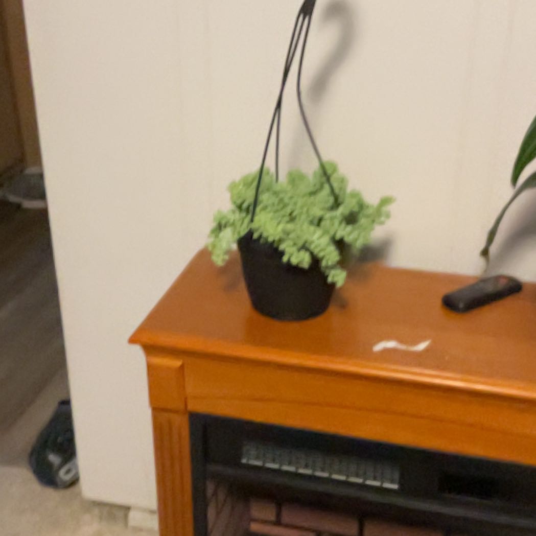 Photo of the plant species Donkey Tail by @Michelleann named Aria on Greg, the plant care app